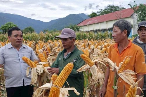Trình diễn giống bắp lai CP 511S kháng sâu, năng suất cao tại Hàm Thạnh