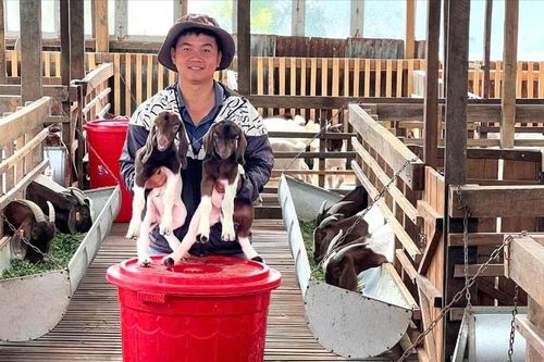 Dược sĩ nuôi dê tuần hoàn ở Bảo Lộc