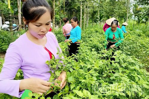 Chuyện khởi nghiệp từ những quả ớt rừng Phú Lương
