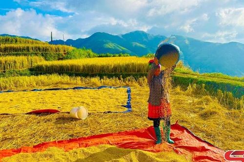 Mùa lúa chín ở Xím Vàng