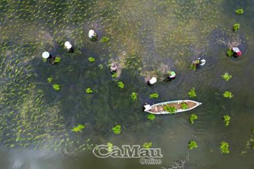 Khẩn trương xuống giống vụ lúa tôm