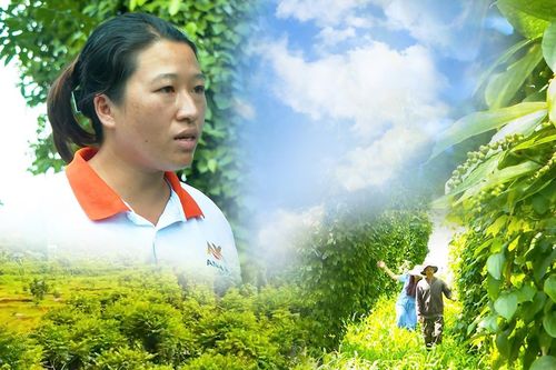 Xen canh hồ tiêu ở Đắk Lắk: Từ Net Zero đến lãi kép kinh tế