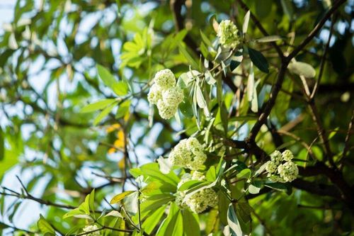 Tôi phải chuyển nhà để 'lánh nạn' mùi hoa sữa