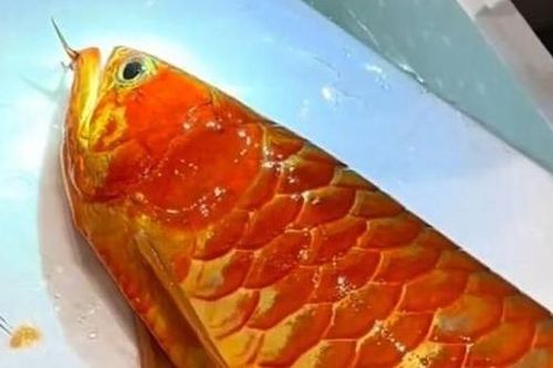 Cá rồng được trả hơn 3,6 tỷ đồng, người đàn ông vẫn từ chối bán