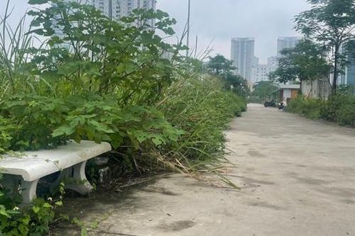 Cỏ dại mọc um tùm tại công viên, hồ điều hòa hơn 700 tỷ đồng ở Hà Nội