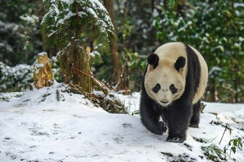 Thế giới hoang dã châu Á có gì?