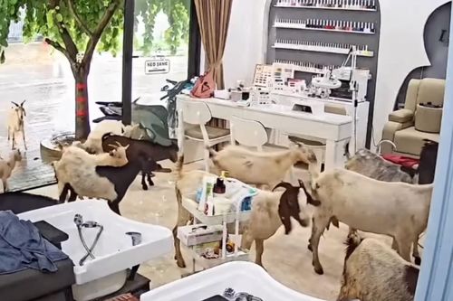 Đàn dê gần 20 con bất ngờ kéo vào tiệm nail giữa mưa lớn ở Ninh Bình