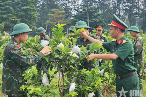 Sư đoàn 9 (Quân đoàn 34): Lan tỏa phong trào xanh hóa, tạo dấu ấn bền vững xây dựng chính quy