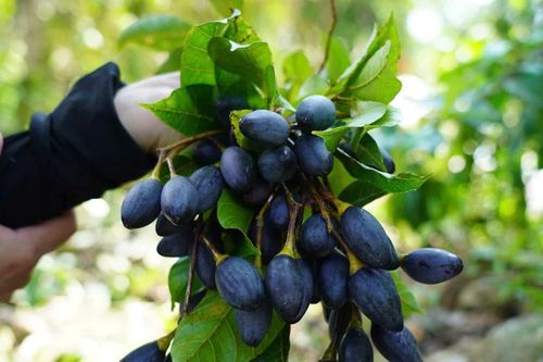 Rộn ràng mùa trám đen trên các triền đồi Hà Tĩnh