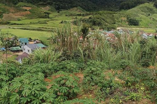 Vết nứt dài gần 200m trên đỉnh đồi ở Quảng Ngãi, sơ tán khẩn 12 hộ dân