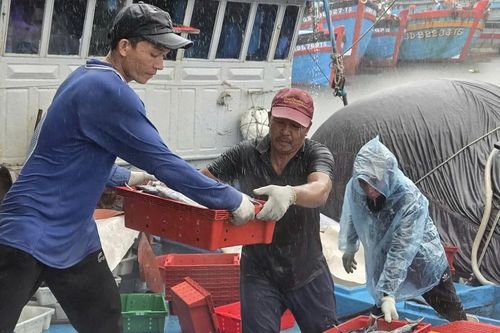 Ngư dân Quảng Ngãi bỏ dở phiên biển, hối hả vào bờ bán cá 'chạy bão'