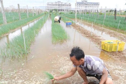 Mưa lớn do bão số 10, rau màu Nghệ An ngập úng nặng