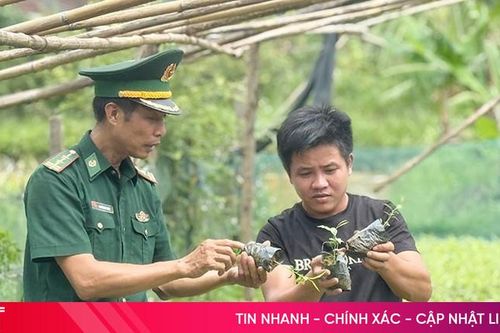 Người Chứt thử nghiệm ươm 'vàng xanh' của núi rừng