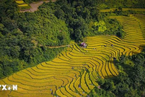 Mùa vàng óng ánh trên những cánh đồng ruộng bậc thang Huổi Thanh