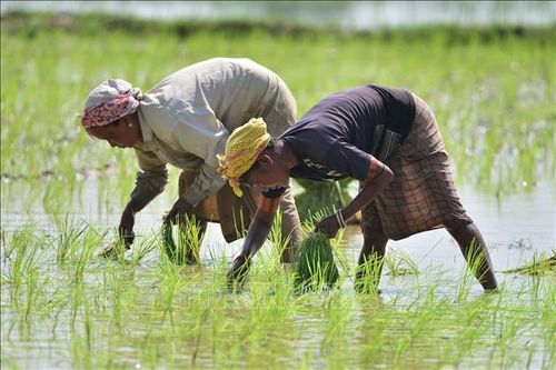 Ấn Độ siết lại xuất khẩu gạo