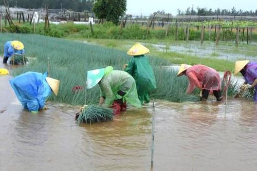 Mưa như trút nước, Nghệ An có nguy cơ mất trắng rau vụ Đông