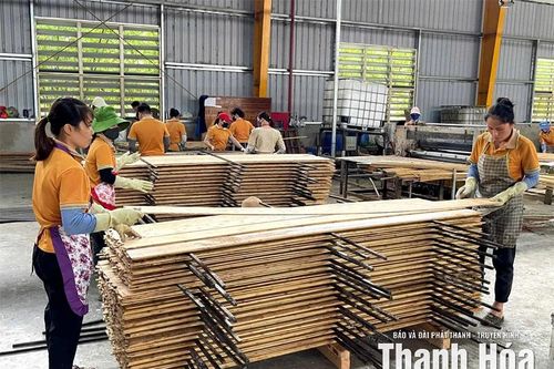 Phát triển nguồn nguyên liệu tre luồng