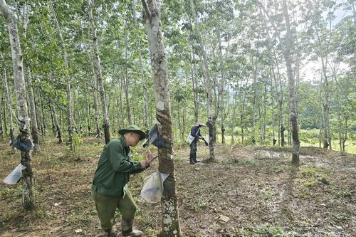 Đẩy mạnh phát triển kinh tế khu vực biên giới