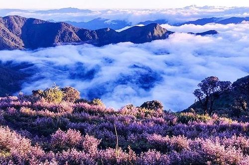 Mùa hoa tím giữa biển mây