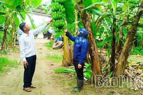 Phát triển kinh tế tập thể ở Hoàng Cương