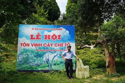 Tản mạn chuyện cây chè ở Suối Giàng