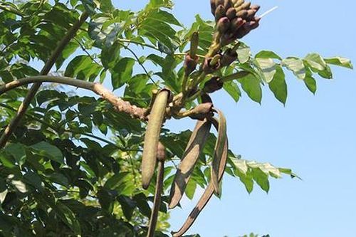 Vỏ thân cây núc nác tiềm năng ứng dụng trong lĩnh vực dược phẩm và thực phẩm chức năng