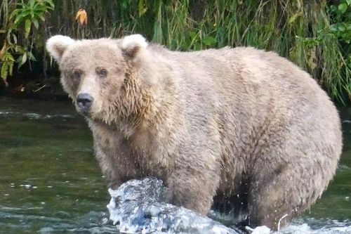Cuộc thi tìm chú gấu béo nhất ở Alaska