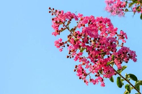 Nhớ màu đất đỏ ba-zan