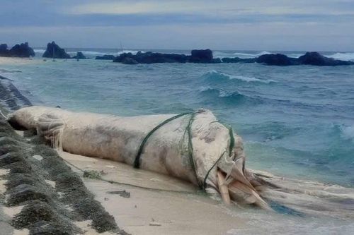 Phát hiện xác cá voi dài 10m trôi vào bờ biển đặc khu Lý Sơn