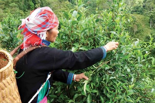 Câu chuyện phát triển xanh ở Bản Liền