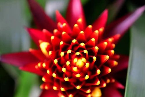 Cách trồng và ý nghĩa phong thủy của cây dứa cảnh nến