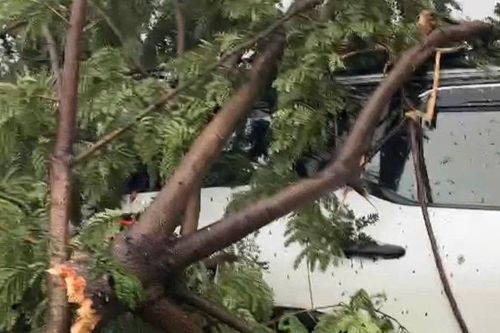 Bão số 10 Bualoi: Sáu người mắc kẹt trong ô tô bị cây đổ đè