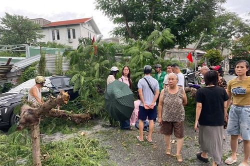 Dông lốc quật đổ cây phượng, một cháu bé ở Hải Phòng bị thương