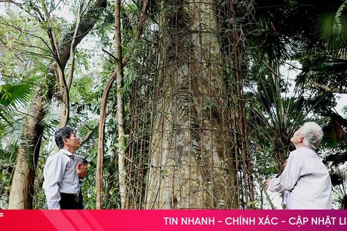 Cây trầm hương 500 năm tuổi ở Hương Khê được công nhận Cây Di sản Việt Nam