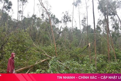 Người trồng rừng ở Hà Tĩnh chỉ mong bão đừng vào nữa
