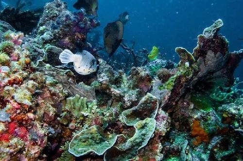 UNESCO công nhận quần đảo Raja Ampat của Indonesia là Khu Dự trữ sinh quyển