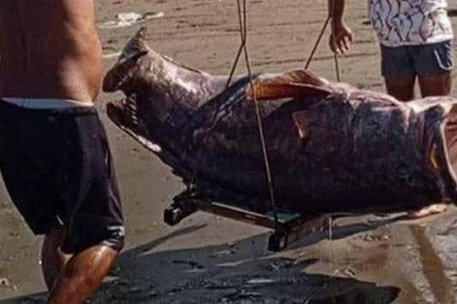 Ngư dân bắt được con cá mú khổng lồ nặng 147kg trên biển