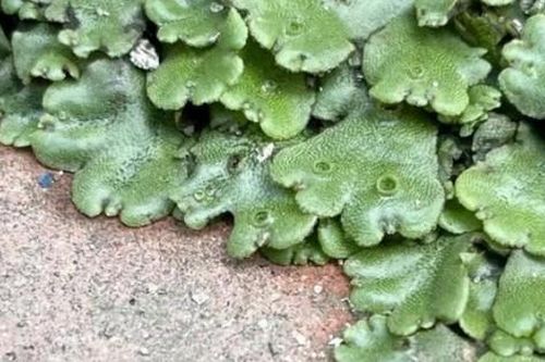 Cây dại người Việt 'thờ ơ', nước ngoài hái về bán thu hàng trăm nghìn/kg