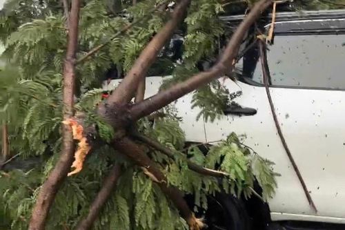 Giải cứu 6 người mắc kẹt trong ô tô bị cây xanh đè trúng