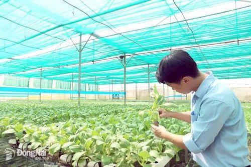 Trồng rau xuất khẩu đi thị trường khó tính