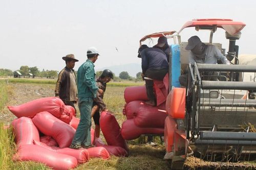 Gia Lai: Nông dân lo lắng vì giá lúa giảm sâu