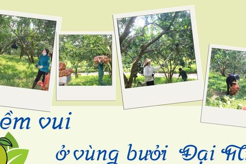 Niềm vui ở vùng bưởi Đại Minh