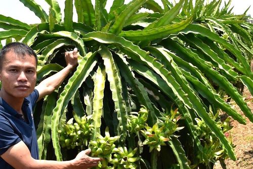 Đưa thanh long vào nhóm cây chủ lực quốc gia