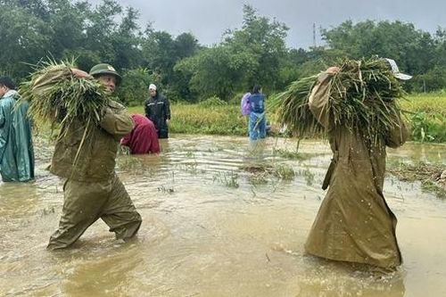 Công an xã, phường ở Huế giúp dân lợp mái nhà, gặt lúa chạy bão