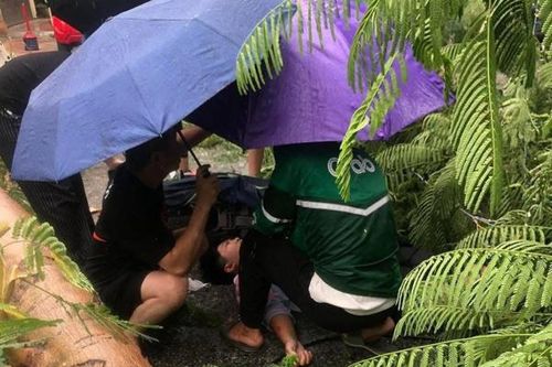 Hải Phòng: Gió lốc làm đổ cây khiến 1 cháu bé bị thương