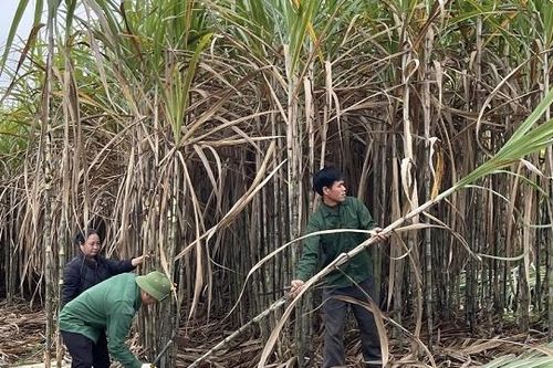 Mía Đường Cao Bằng (CBS): Cổ tức cao ngất ngưởng, lợi nhuận lao dốc không phanh