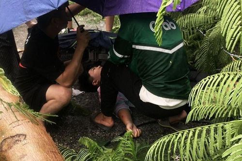 Cây phượng lâu năm bất ngờ gãy đôi giữa phố, đè trúng người đi đường