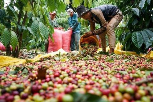 Cà-phê Việt Nam hưởng lợi từ đà tăng giá thế giới