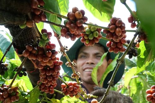 Hướng dẫn đồng bào Xơ Đăng trồng cà phê đặc sản để thoát nghèo