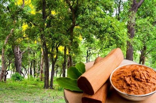 Loại gỗ chứa 'vàng thơm', đại gia có tiền cũng khó mua